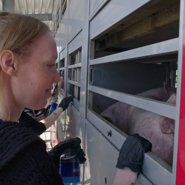 Lea van Animal Save Nederland: ‘Doen we hetzelfde bij honden als bij varkens, staat wereld op zijn kop’